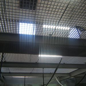 View inside Gibbon Forest