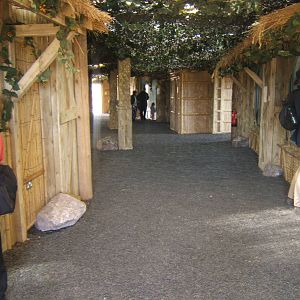 View inside Gibbon Forest