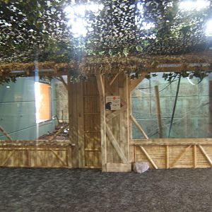 View inside Gibbon Forest