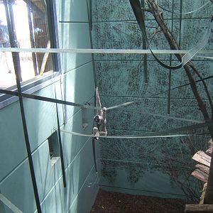 View inside Gibbon Forest