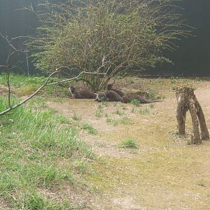 Temporary ASCO enclosure