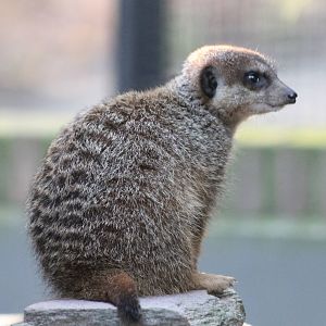 Meerkat