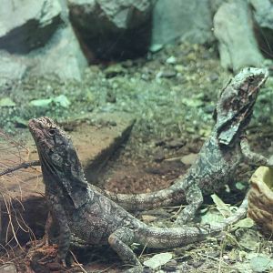 Frill-necked lizards