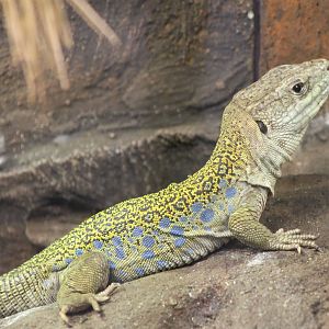 Ocellated lizard