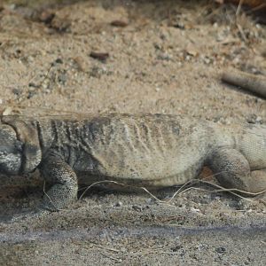 Common chuckwalla