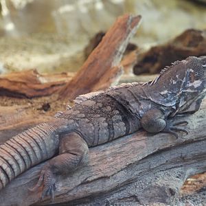 Guatemalan spiny-tailed iguana