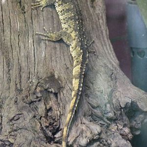 Chinese crocodile lizard