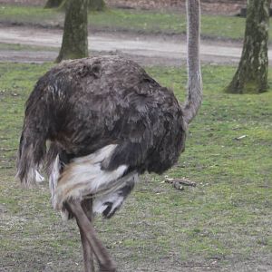 Ostrich female