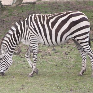 Grant's zebra