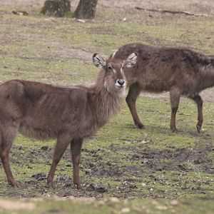 Common waterbucks