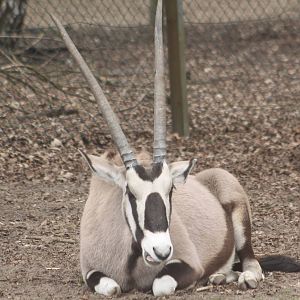 Gemsbok