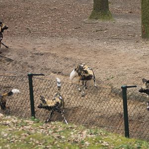 African wild dogs