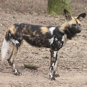 African wild dog