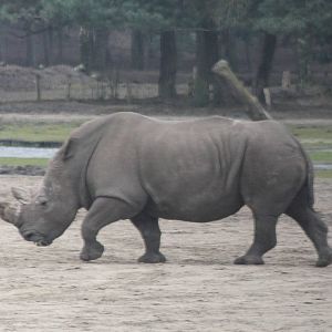 Southern white rhino