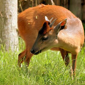Red forest duiker; London Zoo; 15th May 2016