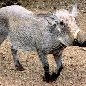 Warthog; London Zoo; 15th May 2016