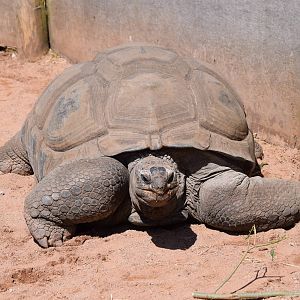 Giant Tortoise