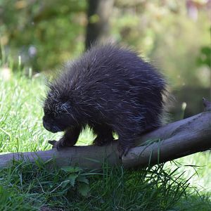 North American Porcupine