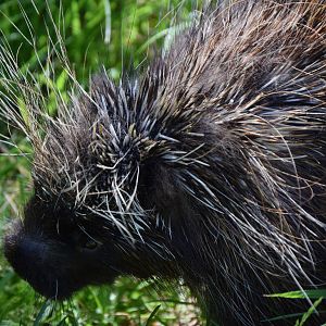 North American Porcupine