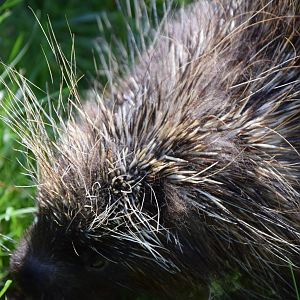 North American Porcupine