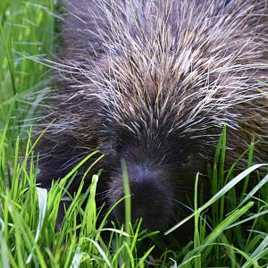 North American Porcupine