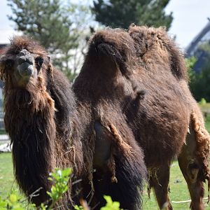 Bactrian camel