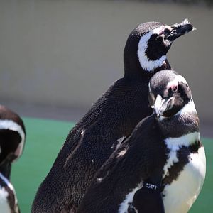 Magellanic Penguin