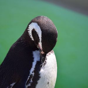 Magellanic Penguin