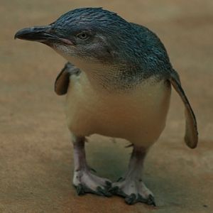 Little Penguin