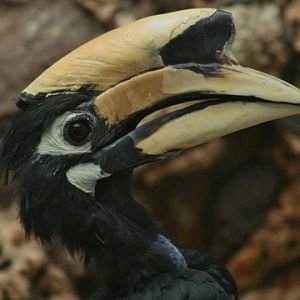 Oriental Pied Hornbill