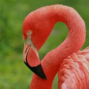 American Flamingo