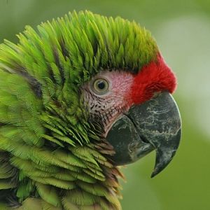 Military Macaw
