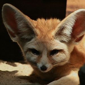 Fennec Fox