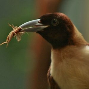 Lesser Bird-of-paradise