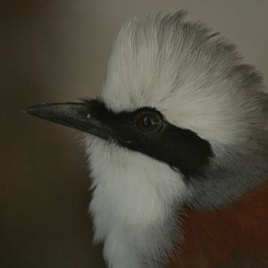 White-crested Laughingthrush