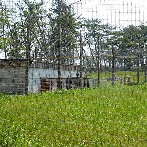 Sumatran Tiger enclosure
