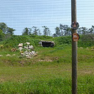 Sumatran Tiger enclosure