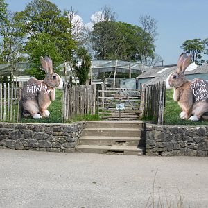 Giant rabbit walk-through