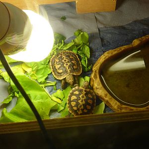 Extension to Interactive Zone