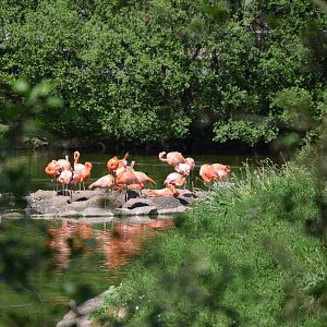 Flamingo Flock