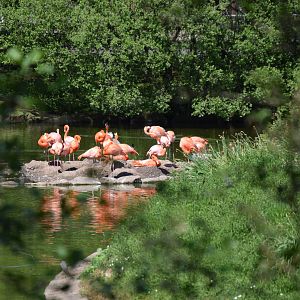 Flamingo's