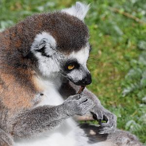 Ring-tailed Lemur