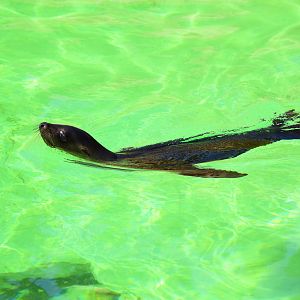 Sealion Pup