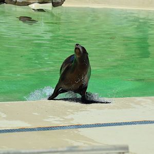Californian Sealion