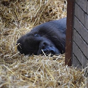 Sleeping Gorilla