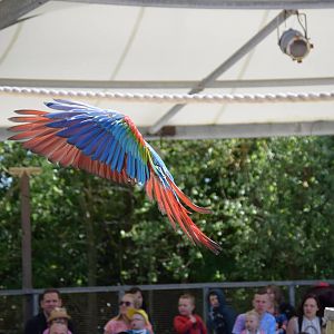 Macaw in the bird show