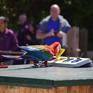 Bird show, shape sorting