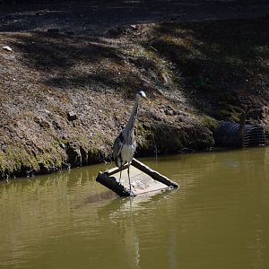 Wild Heron near Gorilla island