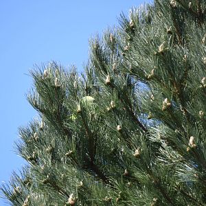 Parrot escaped from the bird show