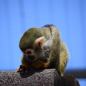 Squirrel monkey